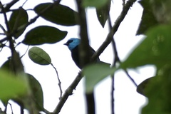 Stilpnia cyanicollis