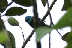 Stilpnia cyanicollis