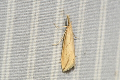 Donacaula longirostrallus