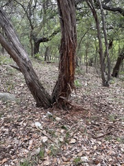 Odocoileus virginianus texanus