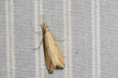 Donacaula longirostrallus