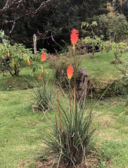 Kniphofia uvaria