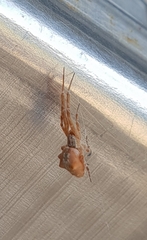 Uloborus