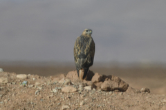 Buteo rufinus cirtensis