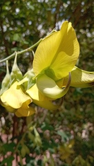 Crotalaria agatiflora