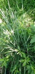 Eryngium ebracteatum