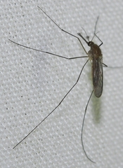 Anopheles algeriensis