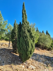Cupressus sempervirens
