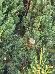 Cupressus sempervirens