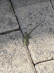 Anolis carolinensis