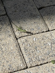 Anolis carolinensis