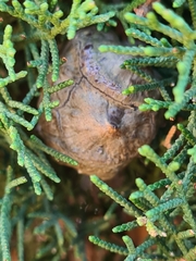 Cupressus sempervirens