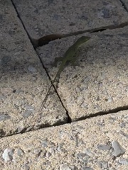 Anolis carolinensis