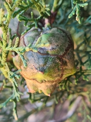 Cupressus sempervirens