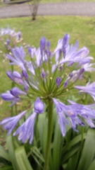 Agapanthus campanulatus