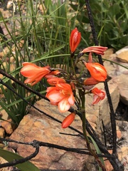 Pillansia templemannii