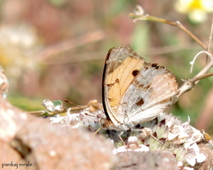 Junonia hierta
