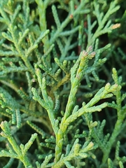 Cupressus sempervirens