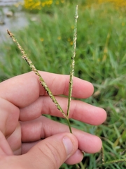 Paspalum