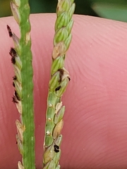 Paspalum