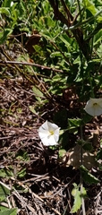 Convolvulus hermanniae