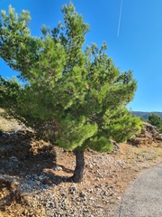 Pinus halepensis
