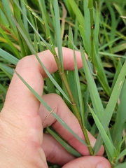 Paspalum