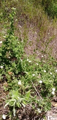 Convolvulus hermanniae