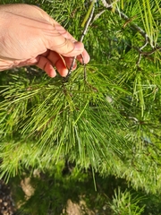 Pinus halepensis