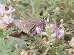 Hesperia attalus