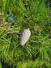 Pinus halepensis