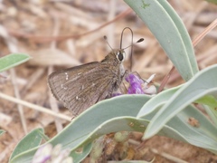 Hesperia attalus