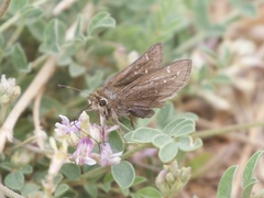 Hesperia attalus