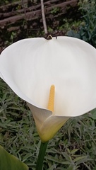 Zantedeschia aethiopica