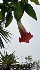 Brugmansia sanguinea