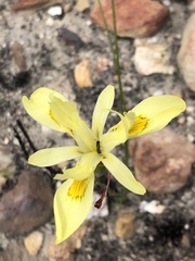 Moraea neglecta
