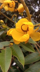 Senna viarum