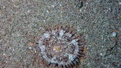 Heteractis