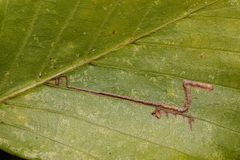 Stigmella tityrella