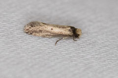 Tinea apicimaculella