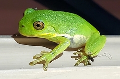 Hyla gratiosa