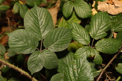 Rubus tuberculatus