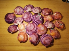 Argopecten irradians