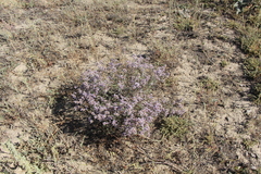 Limonium suffruticosum