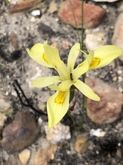 Moraea neglecta
