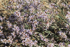 Limonium suffruticosum