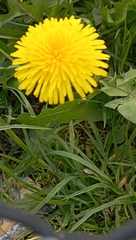 Taraxacum officinale