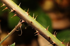 Rubus tuberculatus