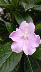 Impatiens sodenii