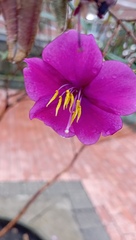 Andesanthus